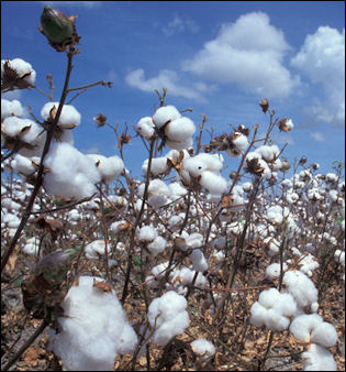 20120529-cotton mwolle.jpeg